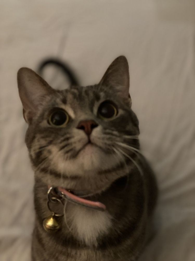 ALEX PET CARE Request Information Riverside, California Pet