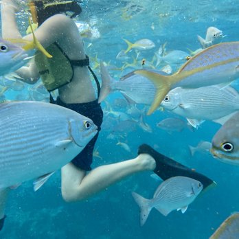 Spirit Snorkeling - so many fish - Snorkeling Near Me - Marathon, Florida Spirit Snorkeling - so many fish - Snorkeling Near Me - Marathon, Florida