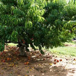 Eastmont Orchards