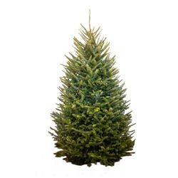 Boyd's Christmas Trees