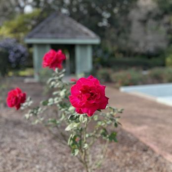 Harry P Leu Gardens - Venues & Event Spaces Near Me - Orlando, Florida Harry P Leu Gardens - Venues & Event Spaces Near Me - Orlando, Florida
