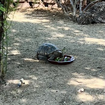 Henderson Bird Viewing Preserve - Henderson Bird Viewing Preserve Tino the Tortoise - Parks Near Me - Henderson, Nevada Henderson Bird Viewing Preserve - Henderson Bird Viewing Preserve Tino the Tortoise - Parks Near Me - Henderson, Nevada