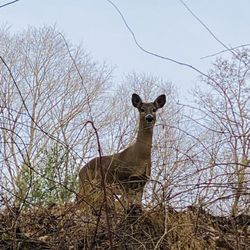 William Redd Jr. Park - Mom deer.