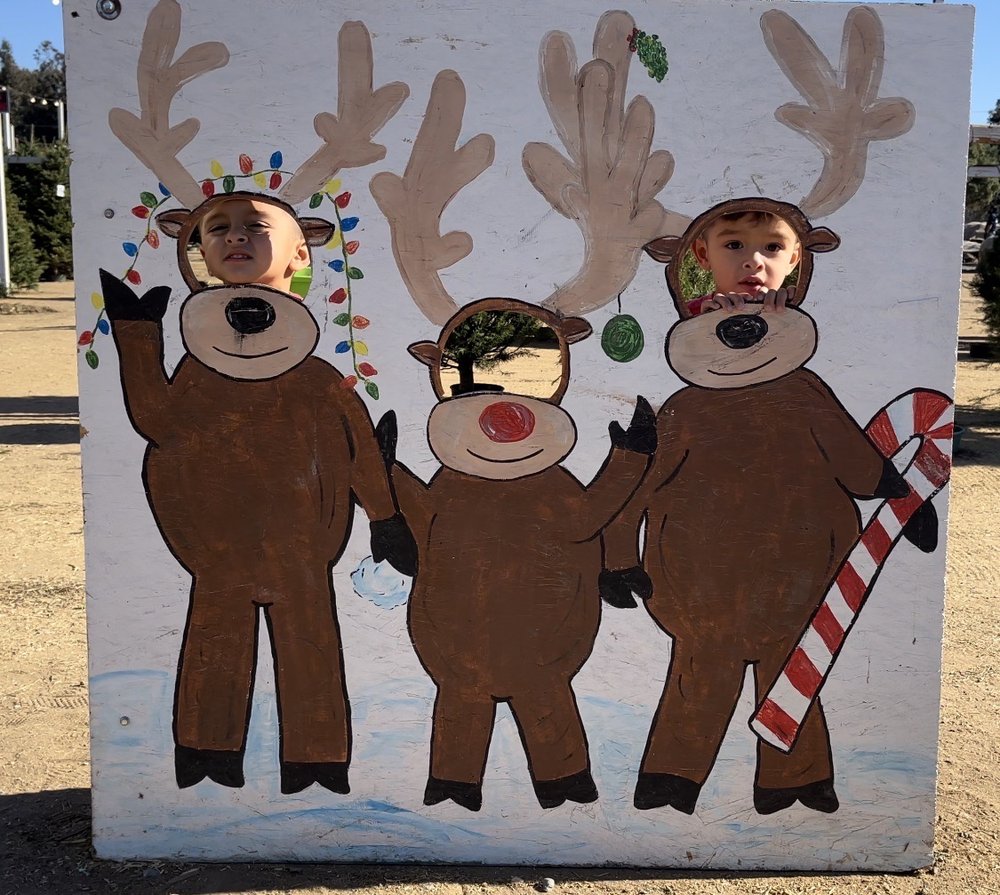 PINERY CHRISTMAS TREES Updated September 2024 37 Photos & 40