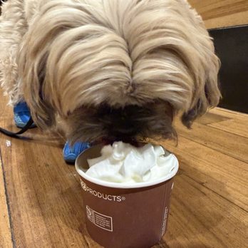 HYATT Regency - Dog friendly service in the cafe - Hotels Near Me - Incline Village, Nevada HYATT Regency - Dog friendly service in the cafe - Hotels Near Me - Incline Village, Nevada