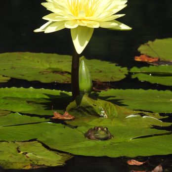 Gibbs Gardens - Water Lily - Botanical Gardens Near Me - Ball Ground, Georgia Gibbs Gardens - Water Lily - Botanical Gardens Near Me - Ball Ground, Georgia