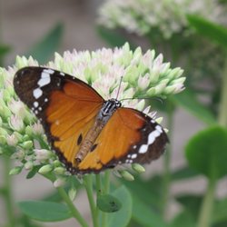 Butterfly World