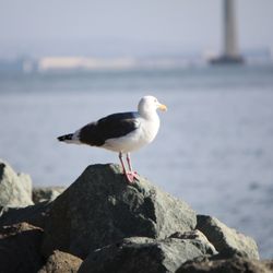 Seaport Village