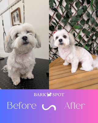 Small Dog Grooming - Give your pup the pampering they deserve with our specialized small dog grooming services. Our gentle, experienced groomers provide everything from baths and haircuts to nail trimming and ear cleaning, all tailored to the unique needs of smaller breeds. We use high-quality, pet-safe products and create a calm, stress-free environment to ensure your dog looks and feels their best after every visit. Trust us for a grooming experience that’s as comfortable as it is adorable! Small Dog Grooming - Give your pup the pampering they deserve with our specialized small dog grooming services. Our gentle, experienced groomers provide everything from baths and haircuts to nail trimming and ear cleaning, all tailored to the unique needs of smaller breeds. We use high-quality, pet-safe products and create a calm, stress-free environment to ensure your dog looks and feels their best after every visit. Trust us for a grooming experience that’s as comfortable as it is adorable!