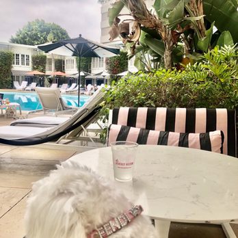 Mercato - a white dog sitting at a table near a pool - New American Near Me - Beverly Hills, California