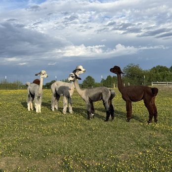 Black Barn Alpacas - Attraction Farms Near Me - Finksburg, Maryland
