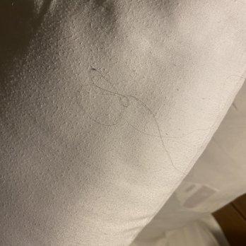 LOGE Bend - Hair everywhere!! - Hotels Near Me - Bend, Oregon
