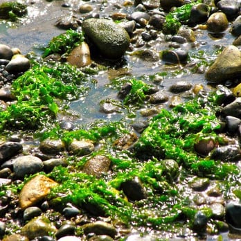 Alki Beach Park - Pretty Alki Beach tide pool. - Parks Near Me - Seattle, Washington