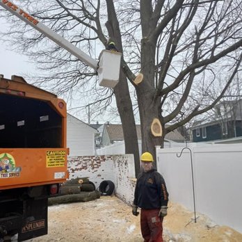 Dave Tree Service - Tree Services Near Me - Pawtucket, Rhode Island Dave Tree Service - Tree Services Near Me - Pawtucket, Rhode Island