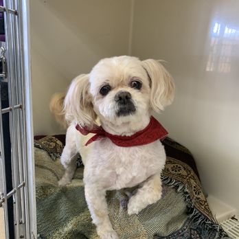 Pawsome Pet Care - Tommy - Pet Groomers Near Me - Homosassa, Florida Pawsome Pet Care - Tommy - Pet Groomers Near Me - Homosassa, Florida