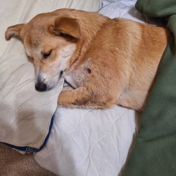 Guardian Veterinary Center - My 7 month old puppy Baby Girl got shot with buckshot by a lowlife new years eve. The Vet center took really great care of Baby Girl. - Veterinarians Near Me - Burleson, Texas