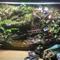 Grow out 100 gallon tall costume tank for my macho/dyeing dart frogs