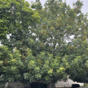 Califa Tree Care - Before - Tree Services Near Me
