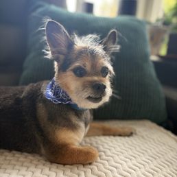 Stogie, relaxing after his grooming session