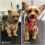 Photo of Spa Bow Wow