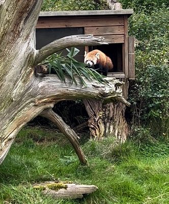 Cotswold Wildlife Park & Gardens by null