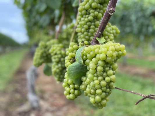 Borghese Vineyard by null