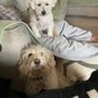 Photo of Belmar Wall Animal Hospital