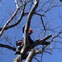 Photo of L and H Tree Service, Excavation & Construction