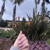 Cali Nails gift card