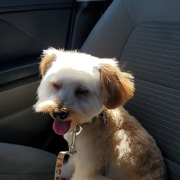 Frodo 1st time at the groomers Frodo 1st time at the groomers