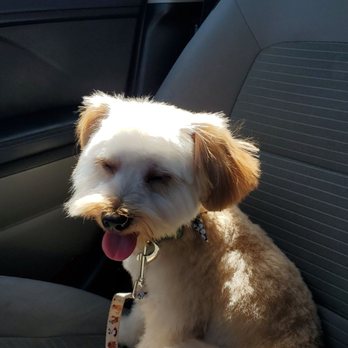 Precious Little Paws - Frodo 1st time at the groomers - Pet Groomers Near Me - Lake Elsinore, California Precious Little Paws - Frodo 1st time at the groomers - Pet Groomers Near Me - Lake Elsinore, California