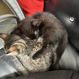 My traumatized tired kittens loving on each other.