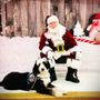 Photo of Canine Support Teams