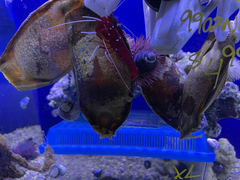Dallas North Aquarium - koi in Carrollton, TX