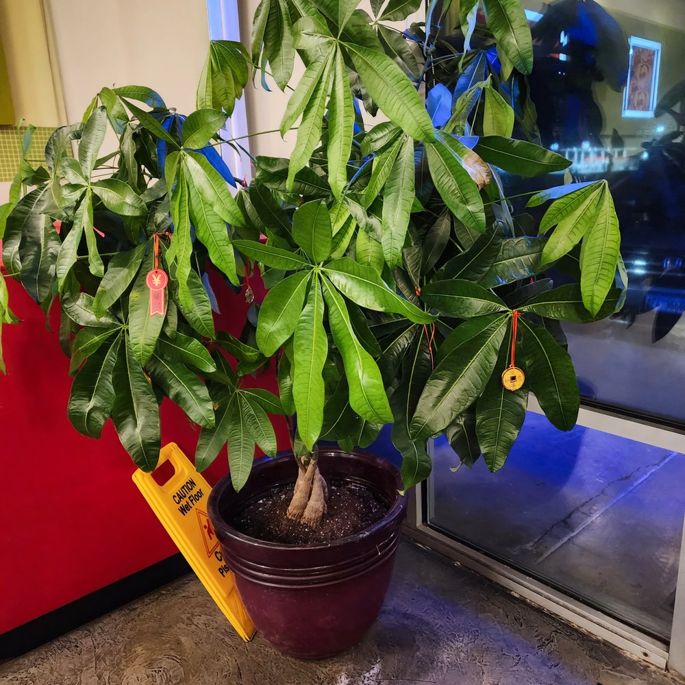 Thai Basil - a potted plant in front of a window - Thai Near Me - Springfield, Illinois