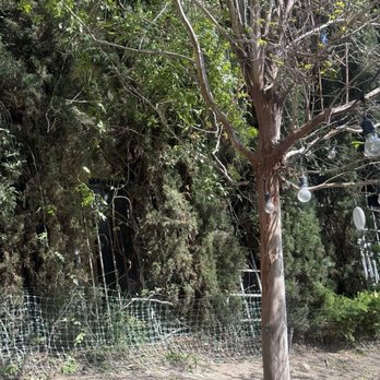 J Rodriguez Tree Care Maintenance - The after photo with the tree removed - Tree Services Near Me J Rodriguez Tree Care Maintenance - The after photo with the tree removed - Tree Services Near Me