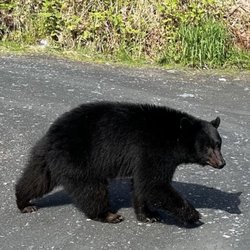 Alaska Fireweed Adventures - Best tours in Ketchikan! Tour beautiful Ketchikan with a local who knows his way around, and see exciting things like this young Black Bear!