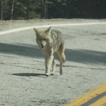 Glacier Point Road - Coyote - Parks Near Me