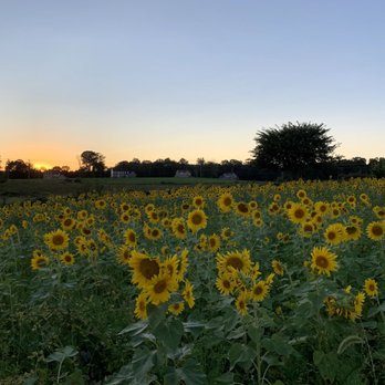 Wheatland Spring Farm + Brewery - Breweries Near Me - Waterford, Virginia