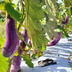 Martha Stop U-Pick - Pick your own eggplants!