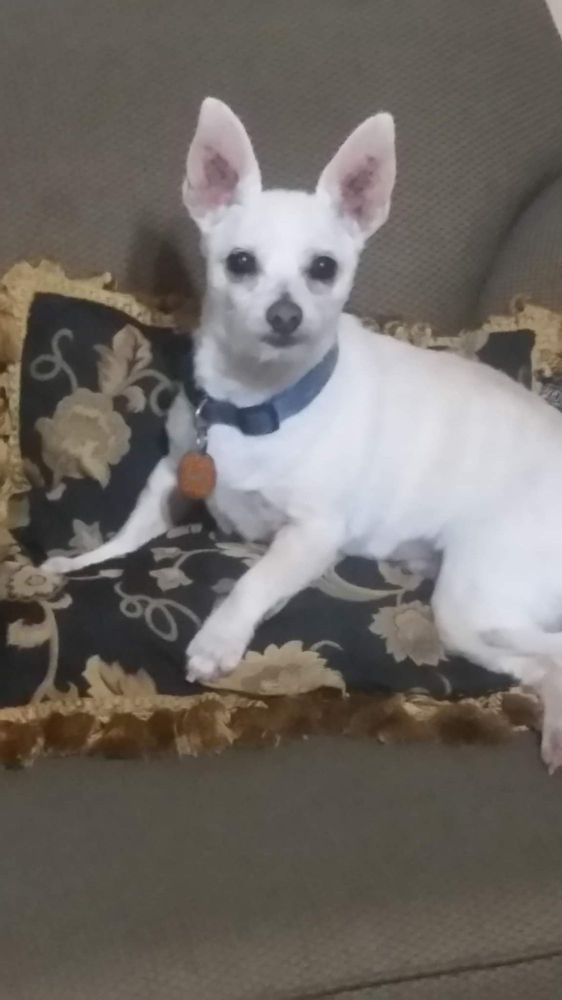 ANIMAL HOUSE GROOMING Updated October 2024 20 Photos 3860 Cool