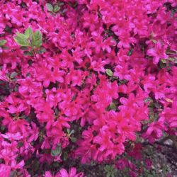 Happy Hollow Gardens - Pink Azalea