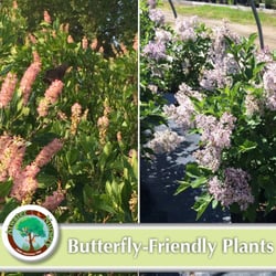 Atwater Nursery - Butterfly-Friendly Plants