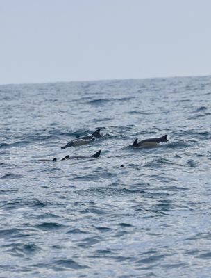 Island Packers Cruises by null