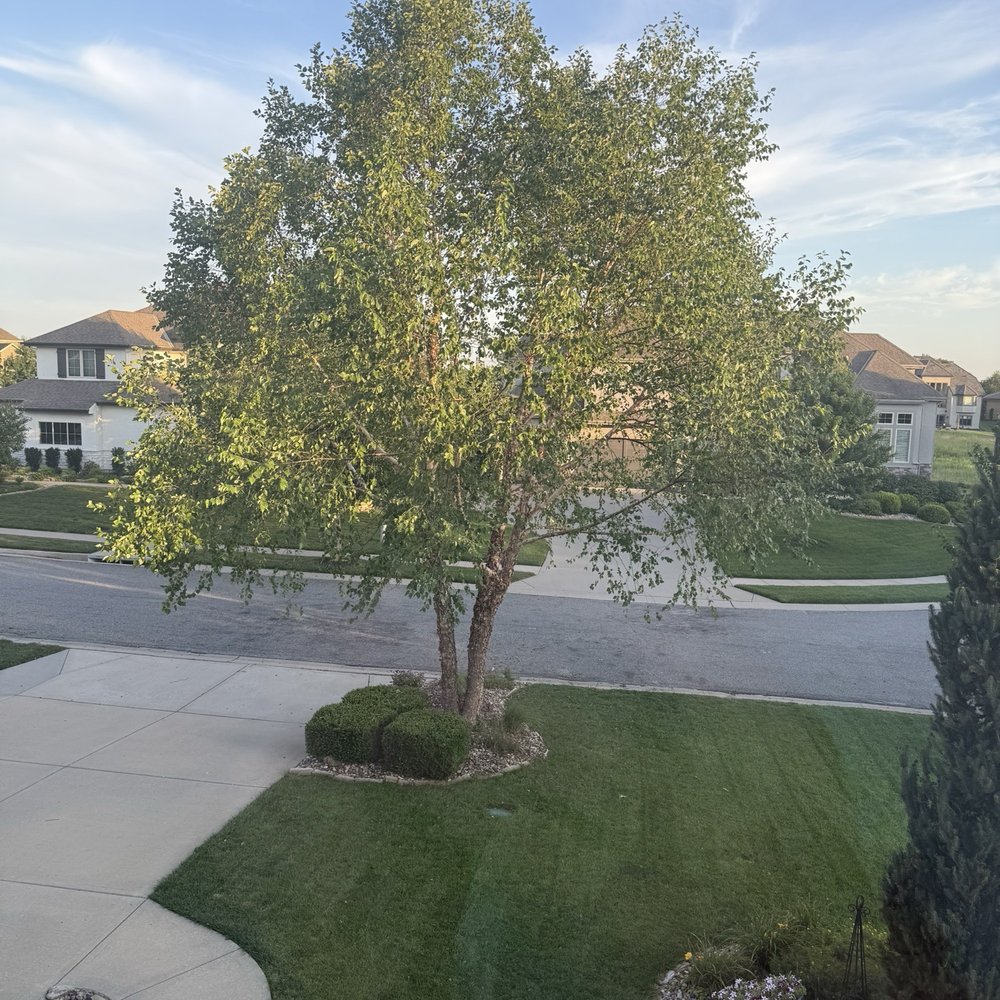 Affordable Moore's Tree Services - After - Tree Services Near Me