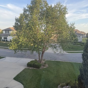Affordable Moore's Tree Services - After - Tree Services Near Me