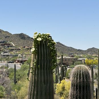 Desert Foothills Library - Saguaro blooms - Libraries Near Me - Cave Creek, Arizona Desert Foothills Library - Saguaro blooms - Libraries Near Me - Cave Creek, Arizona