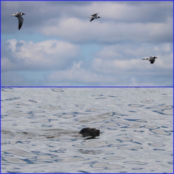 Cap'n Fish's Cruises - Our escorts by air and sea... - Boat Charters Near Me - Boothbay Harbor, Maine