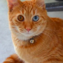 Photo of Cats Haven
