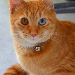 Cats Haven - Eric the Cats Haven resident